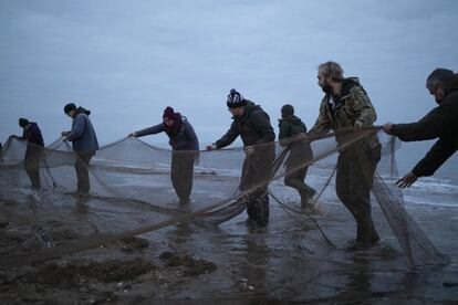 Voluntarios de 'Wash Wader Ringing Group' levantan la red de captura tras apresar ejemplares de 'Chorlo gris'. Las especies clave incluyen al pájaro ostrero, el chorlito gris o chorlo ártico, las Numenius, Diosa Negra, pájaro nudo y el ave Dunlin.