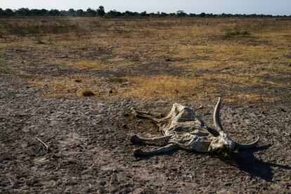 Una vaca muerta yace en la orilla seca de un río cerca de Leer, hoy completamente abandonado desde que en abril de 2015 miles de civiles huyeran por los intensos combates.