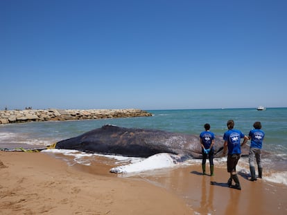 Imagen de la ballena varada en la costa de Tavernes de Valldigna.