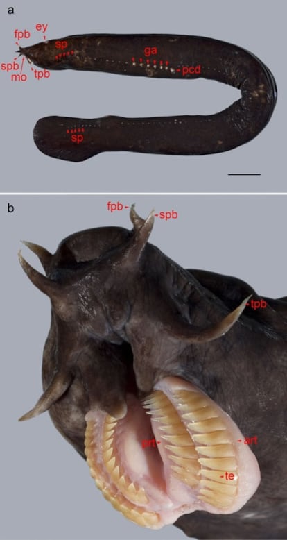 Aunque lo parezcan, las protuberancias del mixino no son exactamente dientes. Están en la lengua y le sirven para absorber los fluidos.