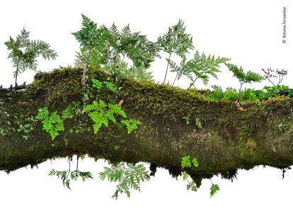 Rama de tilo bajo con helechos que crecían a lo largo de ella, "como un bosque dentro de un bosque", en el Bosque Fanal de Madeira. El poderoso árbol de tilo, un laurel de hoja perenne que puede alcanzar más de 40 metros de altura, se encuentra solo en Madeira y las Islas Canarias.