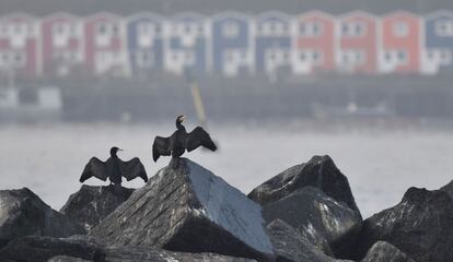 Dos pájaros abren sus alas en la isla del mar del norte de Helgoland (Alemania).