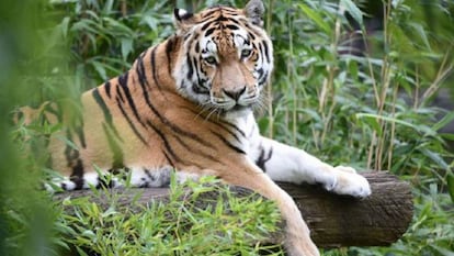 Un tigre de bengala, en una imagen de archivo.