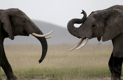 Elephants play in Amboseli National park, Kenya, February 10, 2016. REUTERS/Goran Tomasevic