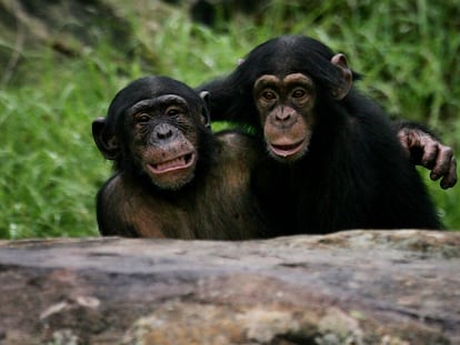 Dos chimpancés jóvenes juegan en su recinto en el zoológico de Taronga.