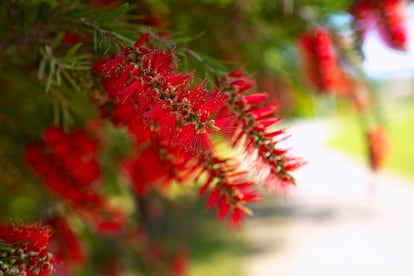 Las inflorescencias del limpiatubos causan sorpresa por sus complejas formas.