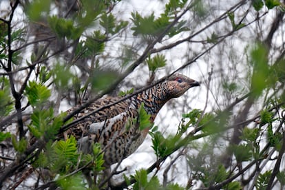 Urogallina cantábrica, en una rama de serbal. 