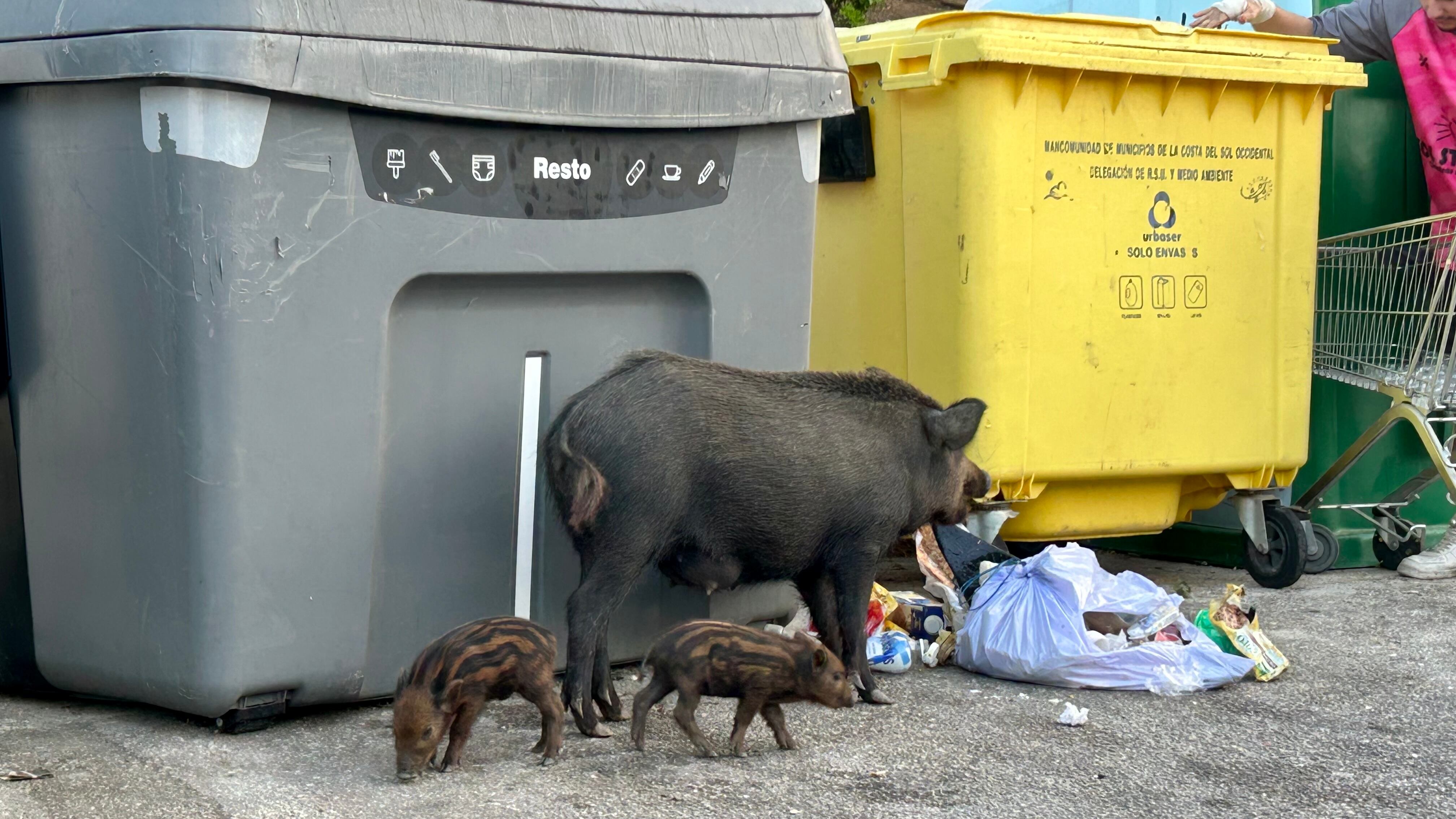 Sandwich linked to swine fever
