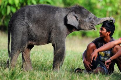 Un bebé elefante juega con un mahout de Trumon en el área de conservación de la fauna del ecosistema de Leuser, en el distrito sur de Aceh, en Sumatra.