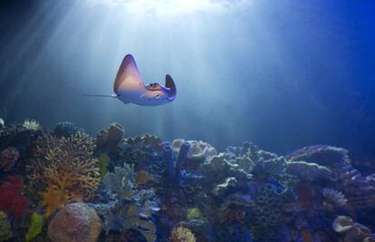 Una manta raya nada sobre un lecho de coral en el acuario de Inbursa en Ciudad de México. 30 de mayo 2014.