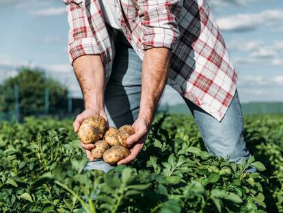 Trabajo está dando de alta de oficio en autónomos a agricultores puntuales