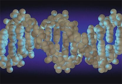 En los años cincuenta y sesenta se descubrió la estructura del ADN, la famosa doble hélice, mostrada arriba en una imagen por ordenador.