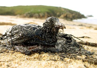 Un ave cubierta de fuel en una playa al norte de Ferrol.