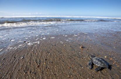 Una tortuga avanza hacia el mar por la arena de la Playa Caleta, en Costa Rica.