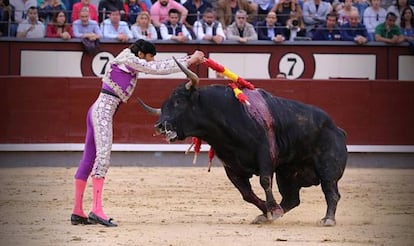 Una banderillero junto a un toro de Dolores Aguirre, el pasado 27 de mayo en Las Ventas.