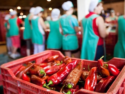 Un grupo de mujeres trabajan en una planta andaluza de transformación de pimientos.