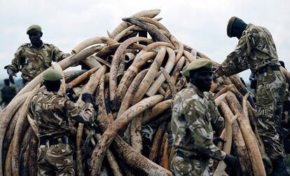 Alrededor de 105 toneladas de marfil son colocadas en una gran pira antes de ser incendiadas, en el Parque Nacional de Nairobi (Kenia).