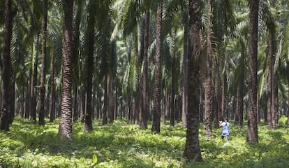 Plantación de palma aceitera africana. Gracias a la expansión de la frontera agrícola, Latinoamérica se convirtió en el principal productor y exportador de alimentos del mundo.