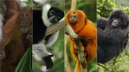 Um orangotango de Sumatra, um lêmure de Madagascar, um mico-leão-dourado do Brasil e um gorila das montanhas congolês.