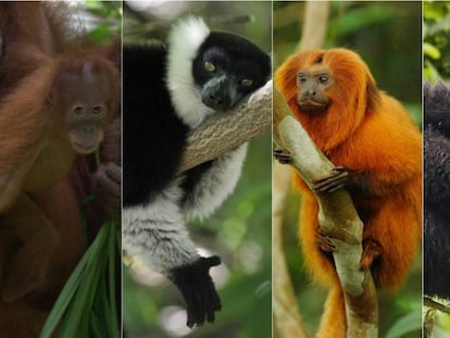 Um orangotango de Sumatra, um lêmure de Madagascar, um mico-leão-dourado do Brasil e um gorila das montanhas congolês.
