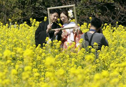 Una pareja posa para una sesión fotográfica en un campo de mostaza silvestre en los jardines Hamarikyu en el centro de Tokio (Japón).