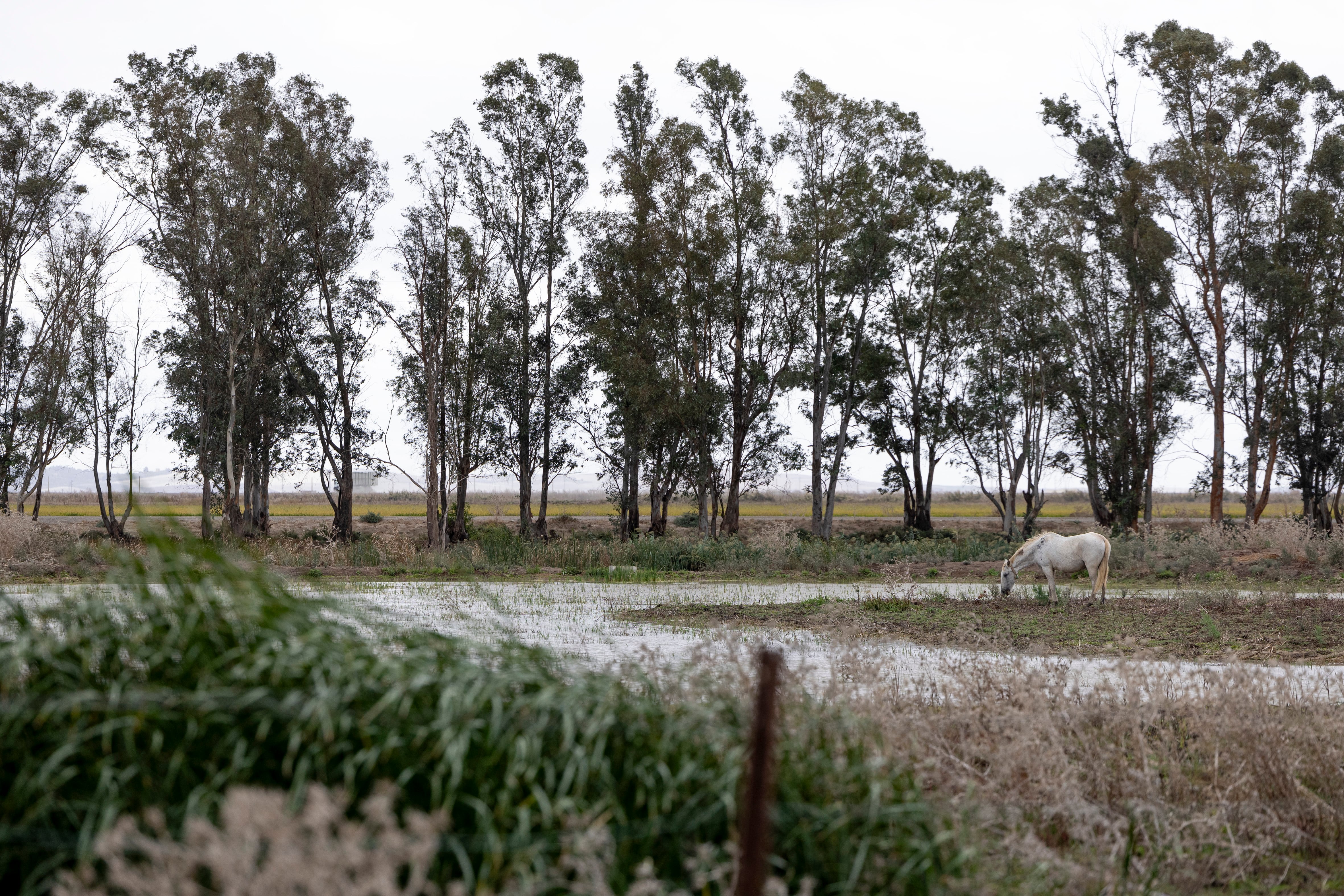 Un caballo, junto a los humedales al sur del Brazo del Este (Utrera, Sevilla). 