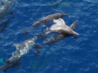 Delfines en el Golfo de México.