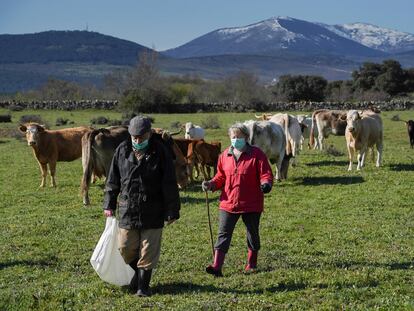 Los hermanos Justo, de 73 años, y Encarnación, de 69, dan de comer a las vacas en Piñuécar-Gandullas (Madrid).