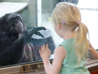 El bonobo Kanzi ha participado en numerosos estudios del lenguaje en simios