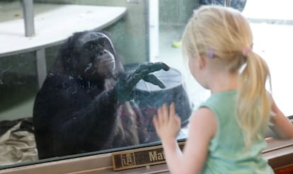 El bonobo Kanzi ha participado en numerosos estudios del lenguaje en simios