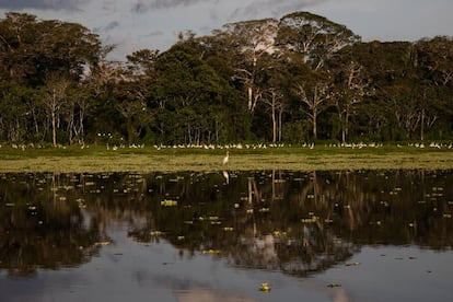 Un grupo de garzas blancas se posa sobre un humedal en medio de la Amazonía. En medio de paisajes deslumbrantes, la escasez de servicios médicos es patente.