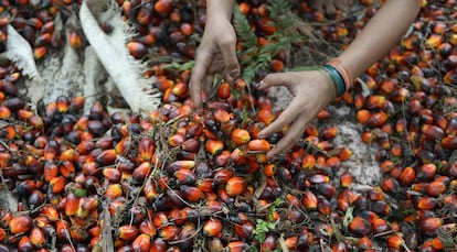 Una trabajadora, con semillas para producir aceote de palma en Indonesia.