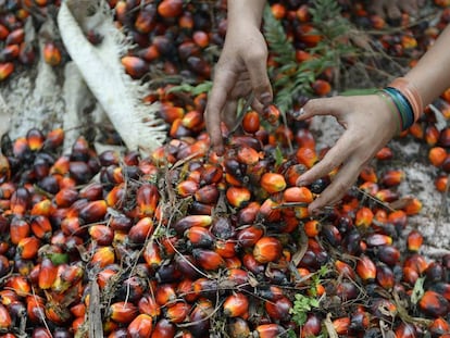 Una trabajadora, con semillas para producir aceote de palma en Indonesia.