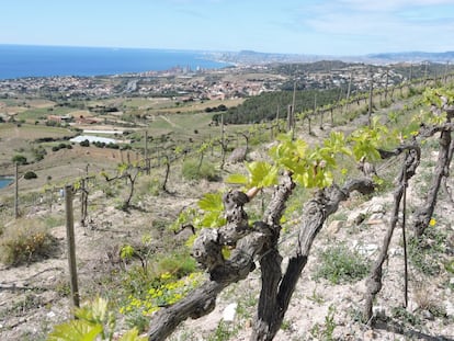 Alella. La localitat, situada al cor del Maresme, es caracteritza per la singularitat de la seva història entorn les vinyes, els cellers i la gastronomia. Si es visita la vila, es recomana dur a terme les visites guiades a través dels quatre cellers del poble (Alella Vinícola, Alta Alella, Bouquet d’Alella i Roura). Entre les seves festes populars destaca la Festa de la Verema al setembre.