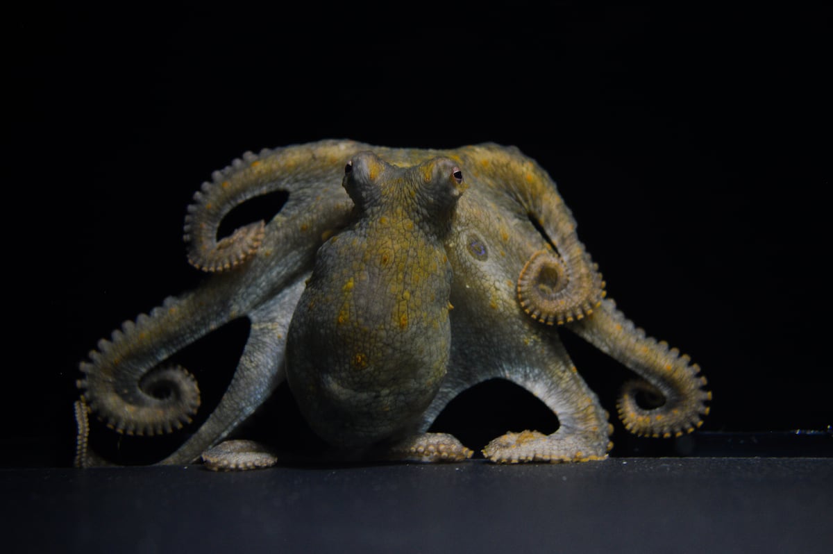 Los pulpos tienen un brazo amatorio que siente el sexo de las hembras: “Es como una mezcla entre olfato y gusto”