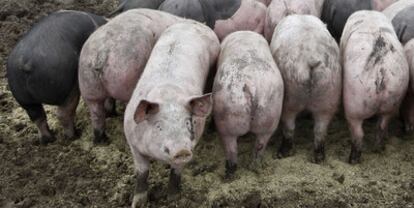 Cerdos de una granja de Germering, localidad situada al sur de Alemania.