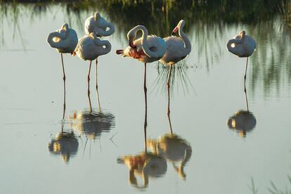 Flamencos en L'Estartit.