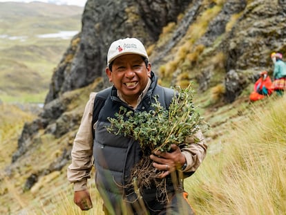 Desde 2001, Constantino Aucca ha sembrado tres millones de árboles.