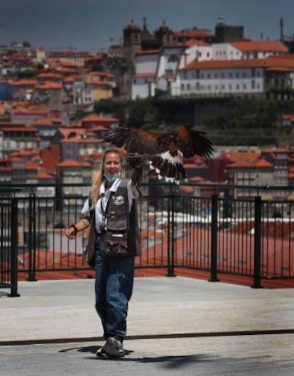 El águila de Harris 'Dilius' y su cuidadora Joana, en la plaza central de WOW, con la catedral de Oporto al fondo.