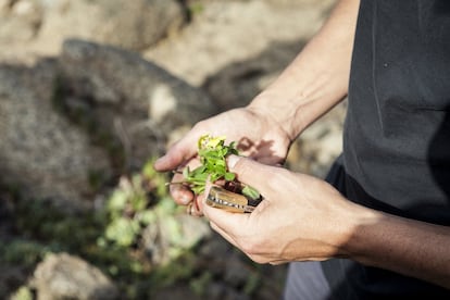 Las algas y talófitas en el restaurante Boragó no se utilizan simplemente como adornos, sino como elementos sustanciales de los platos. El trébol de mar, por ejemplo, es tan grueso que se puede cocinar a la plancha. Cada temporada, el cocinero y su equipo cosechan unos 30 o 40 kilos de este producto en unos 15 minutos.