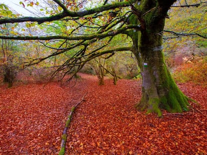 Colores otoñales en el bosque de Irati, en Navarra.