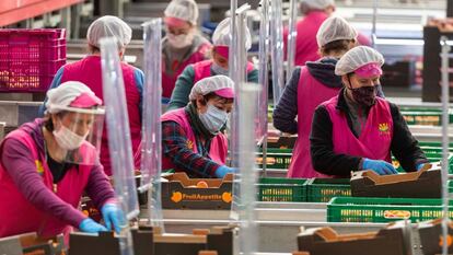 Varias trabajadoras de una cooperativa agraria de Cieza (Murcia) durante la pandemia.