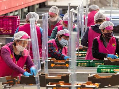 Varias trabajadoras de una cooperativa agraria de Cieza (Murcia).