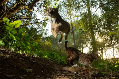 La foto de los dos linces de Antonio Pizarro premiada con uno de los World Press Photo.