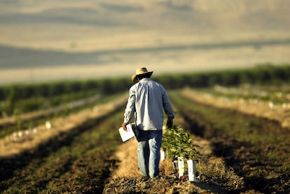 Un trabajador agrícola trabaja en un campo de Arvin, California. 