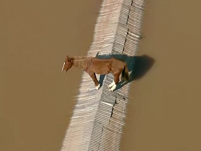 Imagen del caballo atrapado en las inundaciones de Rio Grande do Sul el 8 de mayo 2024.