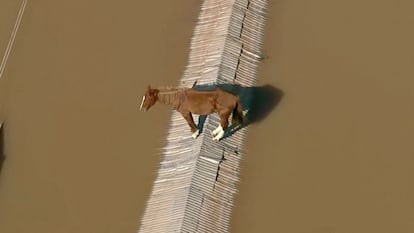 Floods in Brazil: Caramelo horse video