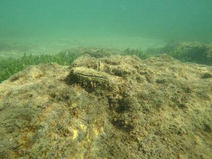 Ostra plana en el mar Menor. Imagen cedida por el Instituto Español de Oceanografía.