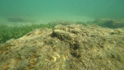 Ostra plana en el mar Menor. Imagen cedida por el Instituto Español de Oceanografía.