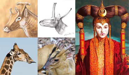 De izquierda a derecha y de arriba a abajo: ‘Xenokeryx amidalae,’ dromomerícido, la reina Amidala, jirafa y ciervo muntíaco.